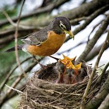 Birds And Their Nests Pictures With Names When You Should And Should Not Rescue Baby Birds Baby Bird Backyard Birds Sanctuary Backyard Birds