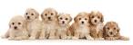 Cavachon puppies for sale by Foxglove Farm | Cavachon ...