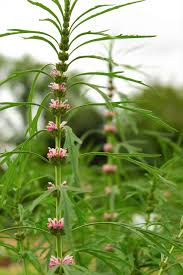 Image result for Leonurus japonicus