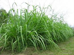 Image result for Panicum pilgeri