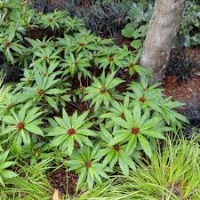 Image result for Lysimachia brevipes