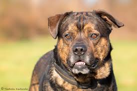 Chihuahua mix and beagle fiest mix for rehome (temple, ga) hide this posting restore restore this posting. Freeman Boxer Rottweiler Mischling Im Tierheim Karlsruhe