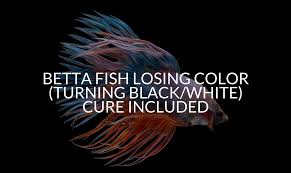 Alibaba.com offers 1,033 white betta fish products. Betta Fish Losing Color Turning Black White Cure Included Betta Care Fish Guide