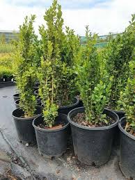 Image result for Buxus acutata