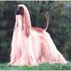 The 144th annual westminster dog show concluded on tuesday, and while the judges with all due respect to newly crowned westminster dog show winner, siba , a standard poodle, some of her. Https Encrypted Tbn0 Gstatic Com Images Q Tbn And9gcragxxvkliq7jtabtd0bxlryoqnwcaly0wcm6qlglygnxjl Lyh Usqp Cau