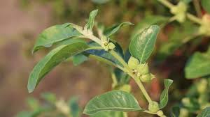 Image result for Withania