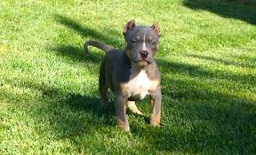 We did not find results for: American Bully Puppy For Sale Adoption Rescue For Sale In Gilroy California Classified Americanlisted Com