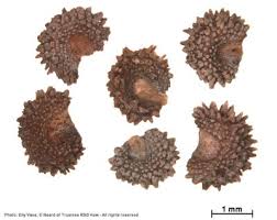 Image result for Thamnosma rhodesica