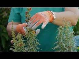 Check spelling or type a new query. How To Deadhead Flowers Snapdragon Flowers Deadheading Flowers Snapdragons