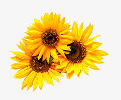 Little Sunflower Sunflower Pictures Sunflower Clipart Small Sunflower