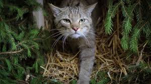 Das Durfen Sie Niemals Tun Wenn Sie Eine Wildkatze Sehen Wilde Katzen Wildkatze Katzen