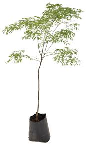 Image result for Caesalpinia ferrea