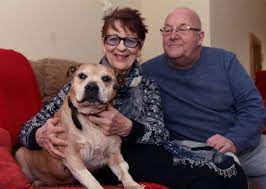 Gaywood Staffie Could Be The Oldest In The Country