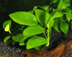 Memang ada beberapa yang bisa tumbuh tanpa co2. Jenis Tanaman Aquascape Yang Tidak Memerlukan Co2 Bibitbunga Com