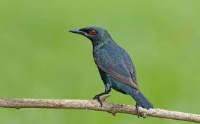 Harga Burung Cucak Keling Burung Pengikut Ikan
