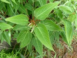 Image result for Acalypha