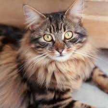 Long Haired Tabby Kitten Cute Cats Pictures Tabby Cat Orange Tabby Cats Tabby Kitten