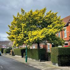 Image result for Acacia dealbata