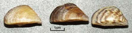 Trzymał ktoś to u siebie? Racicznicowate Dreissenidae Wlin