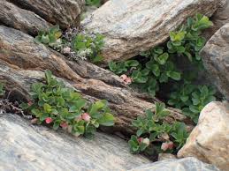 Image result for Vaccinium madagascariense