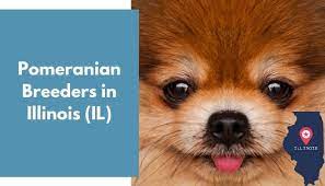 Beautiful pomeranian puppies just turned 12 weeks and are now ready to meet their new loving family. 17 Pomeranian Breeders In Illinois Il Pomeranian Puppies For Sale Animalfate