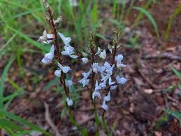 Image result for Disa aconitoides