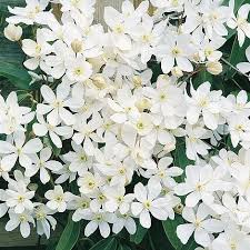 Maybe you would like to learn more about one of these? Clematis Armandii Van Meuwen