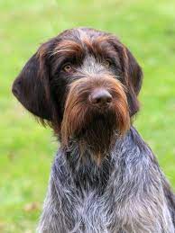 They are four weeks old and will be ready to go into your loving home in four weeks. The Wirehaired Pointing Griffon Temperament Personality More Dog Breeds Little Shepherd Dog Breeds Working Dogs Breeds