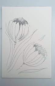 A Drawing Study Of 2 Proteas Protea Art Flower Drawing Botanical Art Drawing