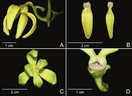 Image result for Artabotrys