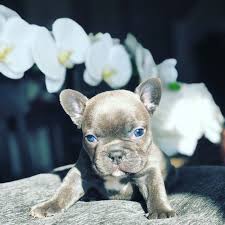 I am located in southern california. Royal Empire French Bulldogs Home