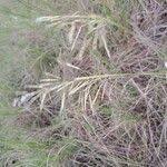 Image result for Bothriochloa bladhii