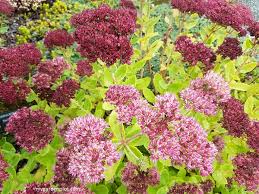 Check spelling or type a new query. Tips For Growing Sedum Plant And Care Guide For Stonecrop