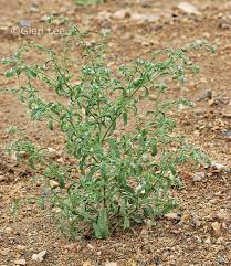 Image result for Blumea squarrosa