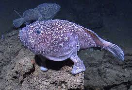 Image result for Sladeniaceae