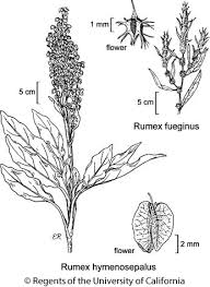 Image result for Rumex