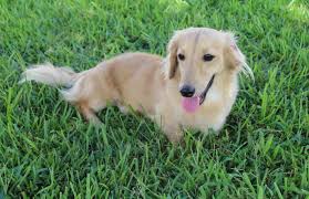 Located less than 100 miles from austin, boerne, castroville, new braunfels, pleasanton, san antonio, san marcos, seguin, and victoria. Long Haired Dachshund Puppies For Sale In Texas Petswithlove Us