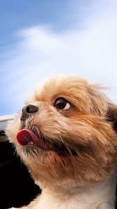 Cute Animals Src Widescreen Cool Dog Backgrounds Dogs Wallpaper Iphone 1080x1920 Download Hd Wallpaper Wallpapertip