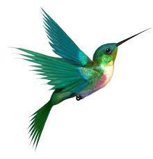 Hummingbird Png Transparent Images Png All Hummingbird Tattoo Cute Tattoos Birds Tattoo