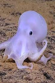 An Unidentified And Adorable Octopus Was Discovered On The Ocean Floor Video Beautiful Sea Creatures Underwater Photography Ocean Sea Animals