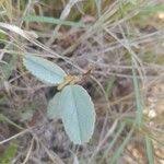 Image result for Melhania velutina