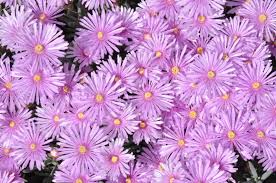 Image result for Lampranthus spp.