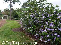 Image result for Pupalia grandiflora