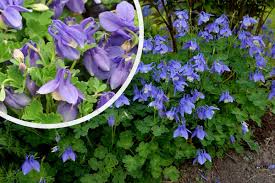 Image result for Aquilegia flabellata ministar
