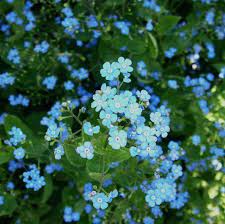 Shade Loving Flowering Plants For A Woodland Garden Shade Garden Plants Shade Loving Flowers Shade Plants