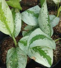 Check spelling or type a new query. Aglaonema Silver Bay Plant Chinese Evergreen Lazada Ph