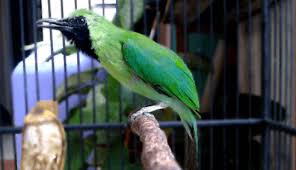 Untuk cara merawat burung cucak hijau dapat dilihat di posting sebelumnya. Mengetahui Penyebab Cucak Ijo Gembung Raja Kicau