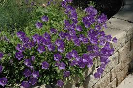 Carpathian Bellflower Blue Clips Bellflower Campanula Carpatica Blue Clips In 2020 Pflanzen Stauden Mehrjahrige Pflanzen