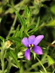 Image result for Monopsis stellarioides