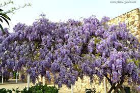 There are a few other things that you can do to encourage them to visit as well. Fabaceae Taylorboisjoli